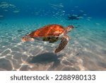 Swimming green sea turtle a and scuba diver photographer in the background. Tropical shallow sea with fish and turtle. Marine life and scuba diver, underwater photography.