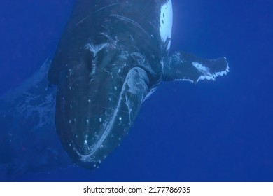 Swimming With Humpback Whale Underwater In Tonga Vavau Island Polynesia 