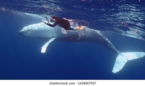 Swimming With Humpback Whales Tonga