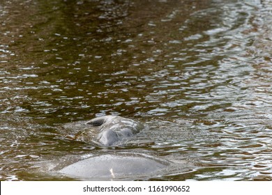 Swimming Manatee Showing His Head And Face