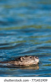 Swimming Muskrat In Okanagan Falls, British Columbia, Canada