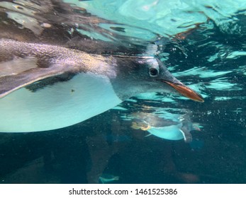 Swimming Penguins In Melbourne Aquarium 