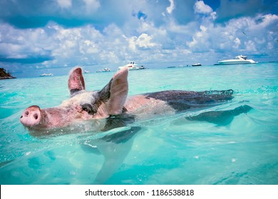 The Swimming Pigs the Bahamas