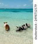 Swimming pigs in Exuma Bahamas