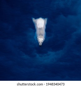 Swimming polar bear, white bear in blue water - Powered by Shutterstock