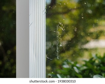 Swimming Pool Cage Frame Enclosure Mosquito Screen With Hole. Torn And Damaged Lanai Porch Window Screen  In Need Of Repair Or Replacement.