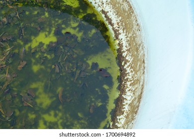 Swimming Pool With Dirty Stagnant Green Water. Swimming Pool After Winter. Pool Needs Maintenance