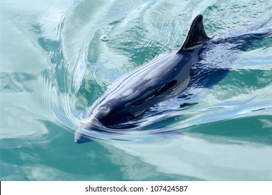 A Swimming Porpoise.