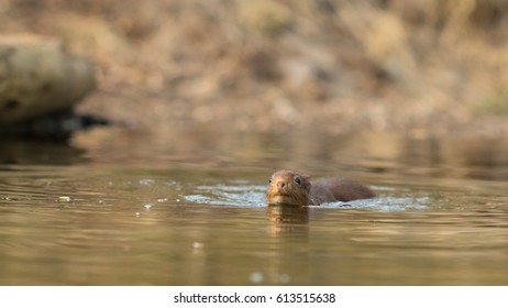 Swimming Red Squirrel