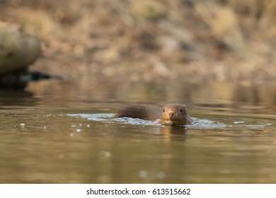 Swimming Red Squirrel