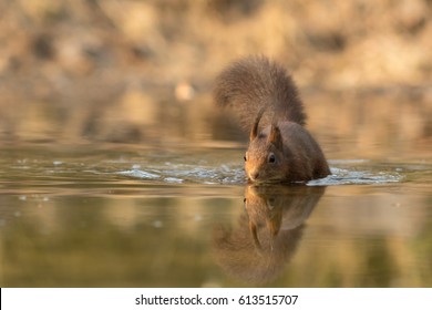 Swimming Red Squirrel