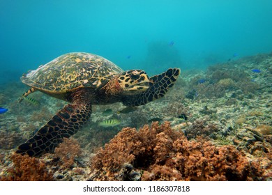 Swimming Sea Turtle Saying Hi