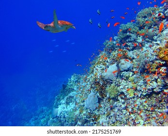 Swimming Sea Turtle And Vivid Healthy Coral Reef. Aquatic Wildlife In The Blue Ocean. Tropical Corals And Red Fish (Anthias), Underwater Photography From The Ocean. Colorful Marine Life. 