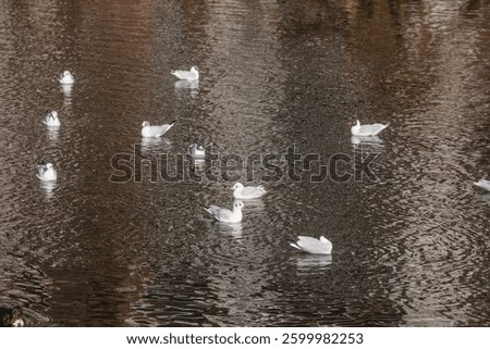 Swimming seagulls on a dark water surface, Germany
