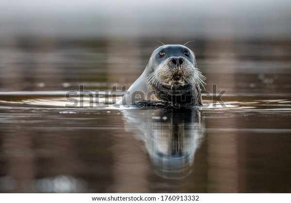 Swimming seal in the reflection of the\
sunset. The bearded seal, also called the square flipper seal.\
Scientific name: Erignathus barbatus. White sea,\
Russia