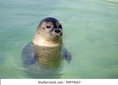 Swimming seals in clean water