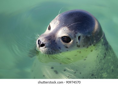 Swimming seals in clean water