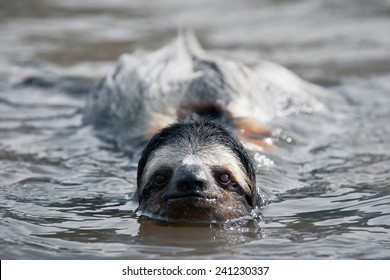 Swimming Sloth