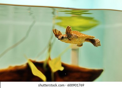 Swimming small turtle in aquarium