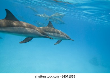 Swimming Spinner dolphins (Stenella longirostris). Sataya, Southern Red Sea, Egypt.