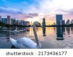 Swimming swans in Downtown Orlando Lake Eola during sunset 