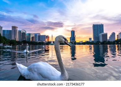 Swimming Swans In Downtown Orlando Lake Eola During Sunset 