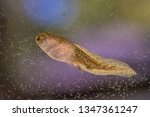 Swimming Tadpole of Phelophylax frog swimming in water with green background while mouth is visible