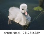 Swimming Trumpeter Cygnet following it’s siblings 