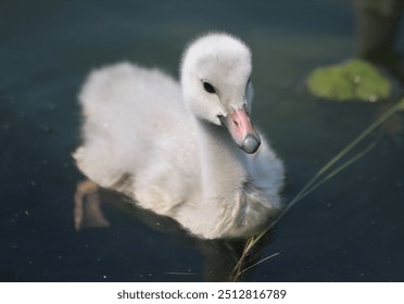 Swimming Trumpeter Cygnet following it’s siblings  - Powered by Shutterstock