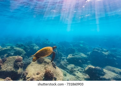 Swimming Turtle 