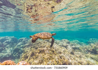 Swimming Turtle 