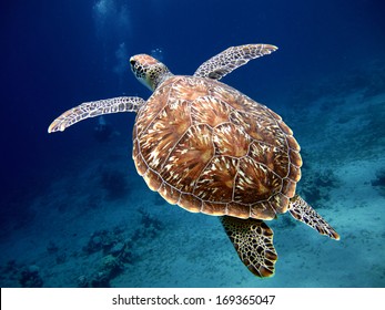 Swimming Turtle with Beautiful Shell