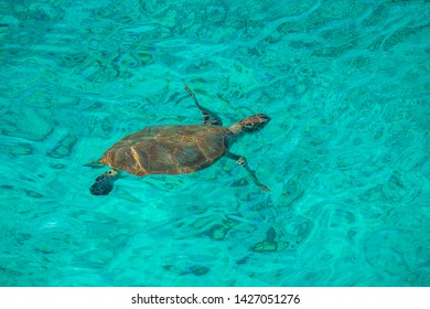 Swimming with Turtles on the Caribbean Island of Curacao