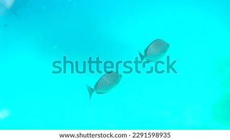 Swimming undersea in the colourful tropical reefs.