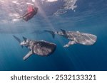 swimming with whale sharks botubarani, gorontalo - Indonesia