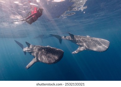 swimming with whale sharks botubarani, gorontalo - Indonesia