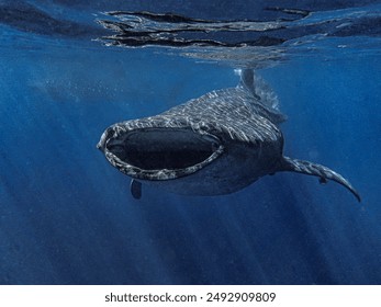 Swimming with whale sharks, the largest fish in the sea - Powered by Shutterstock