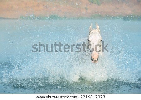 Swimming white horse in river at early morning in frog. india