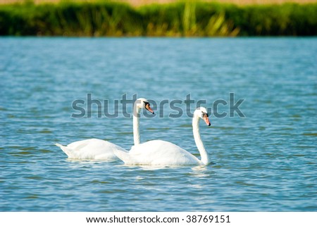 Swimming white swan on blue glass lake