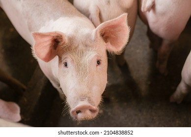 Swine at the farm. Meat industry. Pig farming to meet the growing demand for meat in thailand and international.