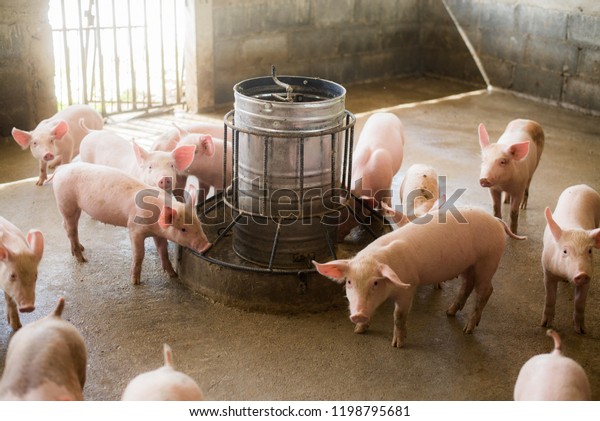 Swine at the\
farm. Meat industry. Pig farming to meet the growing demand for\
meat in thailand and\
international.