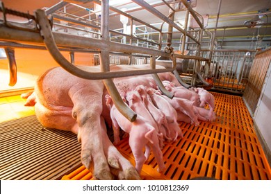 Swine Farming - Parent Swine Farm. Feeding Baby Piglets, One Of Livestock Farming Business Feeding In Indoor Housing. Many Pigs Are Eating Pork Breast Milk.