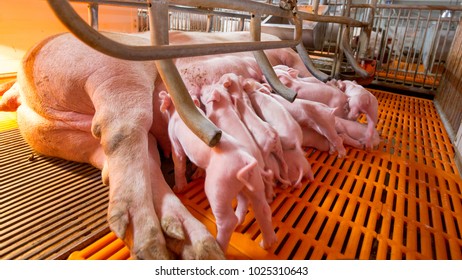 Swine Farming - Parent Swine Farm. Feeding Baby Piglets, One Of Livestock Farming Business Feeding In Indoor Housing. Many Pigs Are Eating Pork Breast Milk.