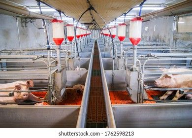 Swine Farming - Parent Swine Farm. View Of Inside Of Big Breeding Pig Farm.