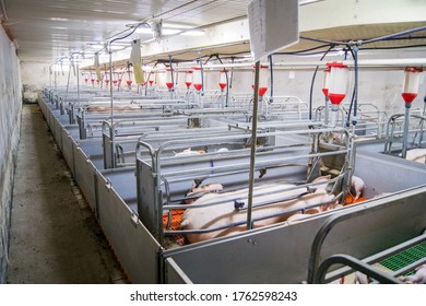 Swine Farming - Parent Swine Farm. View Of Inside Of Big Breeding Pig Farm.