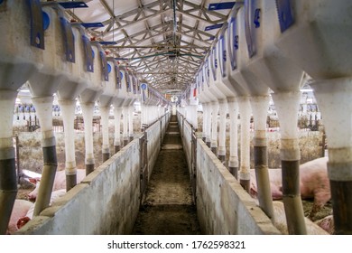 Swine Farming - Parent Swine Farm. View Of Inside Of Big Breeding Pig Farm.