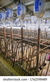 Swine Farming - Parent Swine Farm. View Of Inside Of Big Breeding Pig Farm.