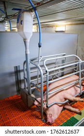 Swine Farming - Parent Swine Farm. View Of Inside Of Big Breeding Pig Farm.