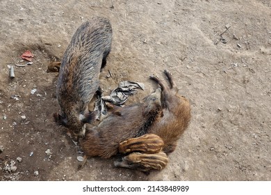 Swine Fever Wild Boar Looking For Food In Garbage And Resting In Genoa Town Bisagno River Italy Urban Wildlife