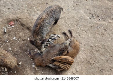 Swine Fever Wild Boar Looking For Food In Garbage And Resting In Genoa Town Bisagno River Italy Urban Wildlife